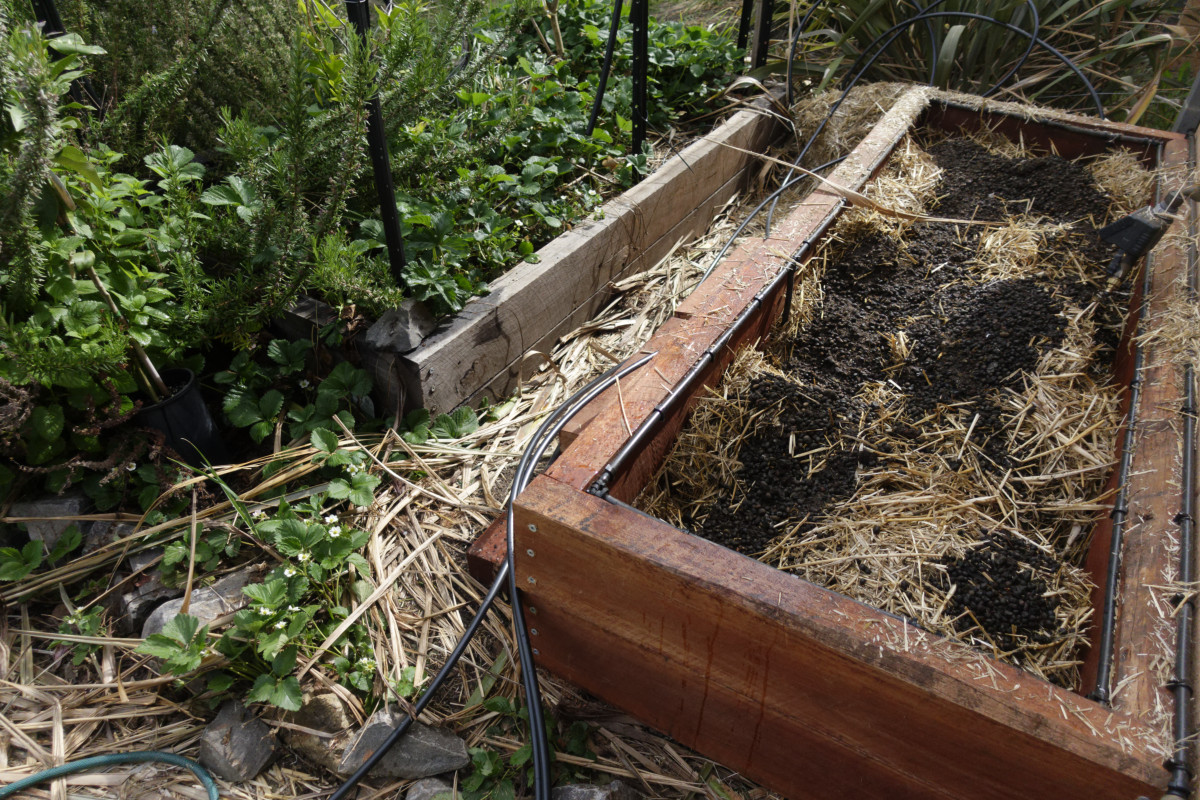 Two raised beds in a garden